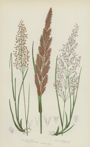 Liten siv av tre, liten siv med lilla blomster, smal liten siv (fargelitografi) av English School