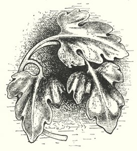 Treskjæring: Blad (gravering) av English School
