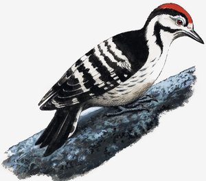 Hakkespett (Downy Woodpecker) av English School