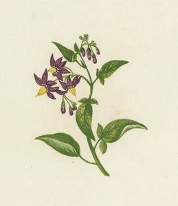 Woody Nightshade, eller Bitter Sweet, Solanum Dulcamara (farge litho) av English School