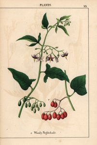 Treaktig nattskygge med lilla blomster og røde bær   , fra "The Instructive Picturebook, or Lessons from the Vegetable World," [Charlotte Mary Yonge], Edinburgh av English School