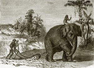 Arbeidselefant på Ceylon av English School