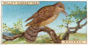 Wryneck av English School