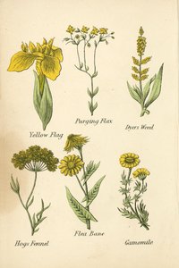 Gult flagg, rensende lin, fargegress, svinefennikel, loppeorm, kamille (fargelitografi) av English School