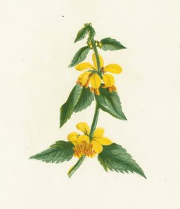 Gul vesle-snute, Galeobdolon Luteum av English School