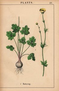 Gul smørblomst  , fra "The Instructive Picturebook, or Lessons from the Vegetable World," [Charlotte Mary Yonge], Edinburgh av English School