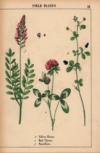 Gulkløver, rødkløver og saintfoin eller sainfoin  , fra "The Instructive Picturebook, or Lessons from the Vegetable World," [Charlotte Mary Yonge], Edinburgh av English School