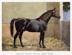 Yorkshire trenerhingst "Crown Prince" (farge litho) av English School