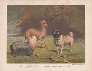 Yorkshire terrier, italiensk greyhound og mops vist med tennisracket og baller av English School