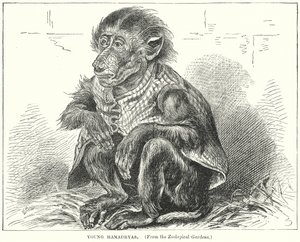 Unge Hamadryas (gravering) av English School