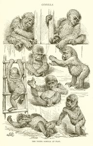 Ung gorilla i lek av English School
