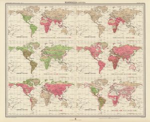 Zoogeografi: Pattedyr, rovdyr (fargelitografi) av English School