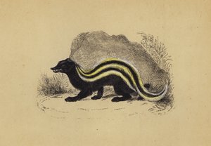 Zorilla (fargelitografi) av English School
