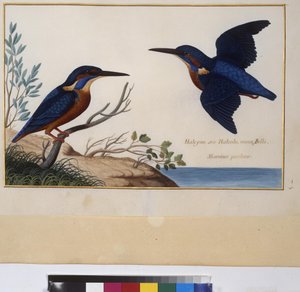 Ganzseitig: Tierstudie, ca. 1650-75