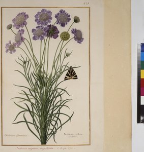 Ganzseitig: Pflanzenstudie, ca. 1650-75 von Erich Lessing