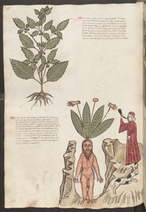 Helside: tekst og miniatyrer: «Mercurela» (miniatyr) av Erich Lessing