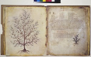 To hele sider: plantestudie med innskrift av Erich Lessing