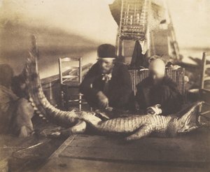 Obduksjon av den første krokodillen ombord, Øvre Egypt, 1852.