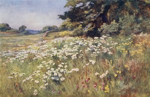 Solskinn i Meadowland