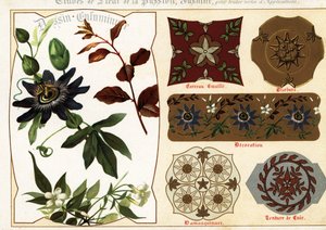 Bilder av sjasmin og pasjonsblomst fra manuskripter og deres a av Ernest Guillot