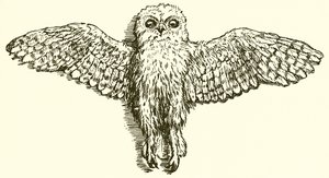 Ørnen og uglen