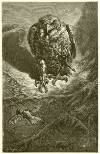 Hauken og nattergalen