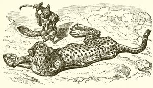 Leoparden og reven