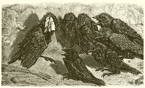 Den forfengelige jackdaw