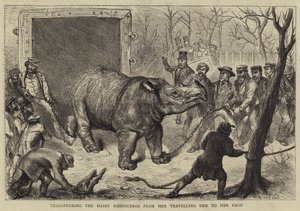 Overføring av det hårete neshornet fra hennes reisehule til buret hennes