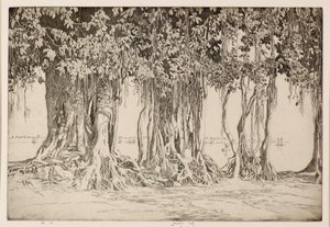 Banyan-treet