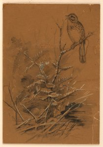Sang Sparrow av Ernest Thompson Seton