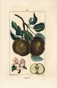 Epletre - Eple, Malus domestica, med gren, blad, frukt, blomst og moden frukt i seksjon som viser frø. Håndfarget kobberstikk av Lambert Junior fra en tegning av Ernestine Panckoucke fra Chaumeton, Poiret og Chamberets "" La