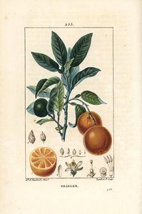 Bigaradier, appelsin, Citrus aurantium, med gren, blad, blomst, moden og umoden frukt, og snitt gjennom frukt. Håndfarget kobberstikk av Lambert Junior fra en tegning av Ernestine Panckoucke fra Chaumeton, Poiret og Chamberets "