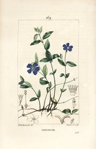 Liten periwinkle - Lesser periwinkle, Vinca minor, med blomst, blad, stilk, rot og frø. Håndfarget kobberstikk av Lambert Junior fra en tegning av Ernestine Panckoucke fra Chaumeton, Poiret og Chamberets "" La Flore Medicale,"" P