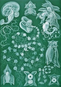 Examples of Siphonophorae from 
