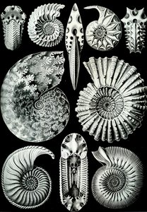 Illustrasjon av Ammonitida fra "Art Forms of Nature" 1904 (litho) av Ernst (after) Haeckel