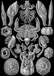 Illustrasjon av Cirripedia fra "Art Forms of Nature" 1904 (litho) av Ernst (after) Haeckel