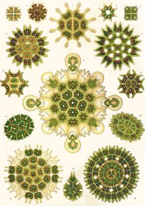 Varianter av Pediastrum fra 