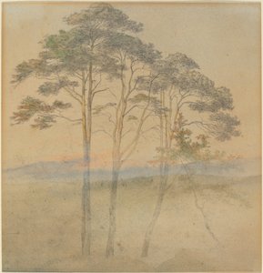 Furu i en morgentåke