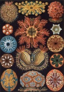 Ascidiae, plate 85 fra `Art Forms of Nature`