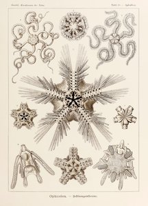 Plate 10 Ophiothrix Ophiodea fra 