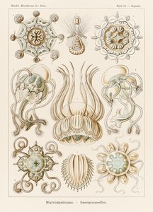 Plate 16 Pegantha Narcomedusae fra 