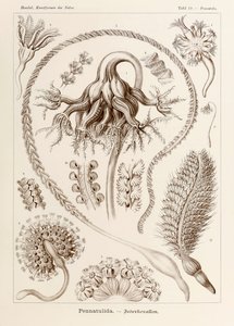 Plate 19 Pennatula Pennatulida fra 'Kunstformen der Natur' (Art Forms in Nature) illustrert av Ernst Haeckel (1834-1919)