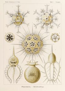 Plate 1 Circogonia Phaeodaria fra 