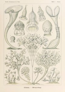 Plate 3 Stentor Ciliata fra 