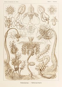 Plate 6 Tubuletta Tubulariae fra 