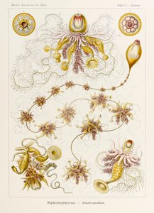 Plate 7 Epibulia Siphonophorae fra 