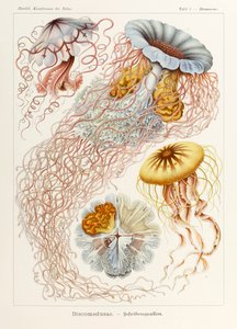 Plate 8 Desmonema Discomedusae fra 'Kunstformen der Natur' (Art Forms in Nature) illustrert av Ernst Haeckel (1834-1919)