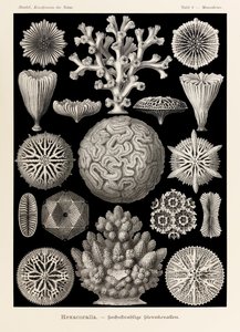 Plate 9 Maeandrina Hexacoralla fra 