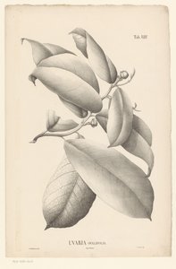 Grein med blader og blomsterknopper Uvaria Ovalifolia (tittel på objekt) av Ernst Philipp Sixtus